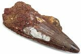 Fossil Spinosaurus Tooth - Real Dinosaur Tooth #381082-1